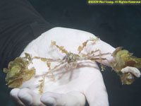 decorator crab