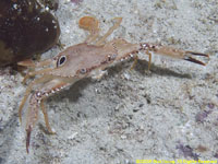 swimming crab