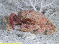 decorator crab