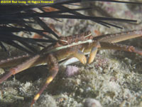 spray crab