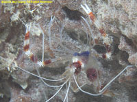 banded coral shrimp