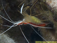 cleaning shrimp