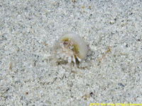 hermit crab