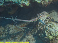 spiny lobster