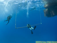 diver on the hang bar