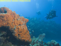 divers and elephant-ear sponge