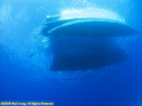 underneath the Nekton Rorqual