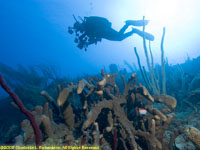 Paul over a sponge garden