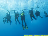 divers on the hang bar