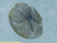 sand dollar