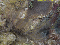 crinoid