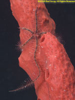 brittle star