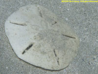 sand dollar test