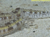 sea cucumber