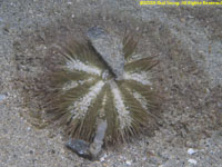 urchin