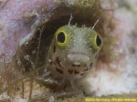 blenny