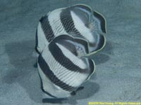 banded butterflyfish