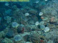 school of four-eyed butterflyfish