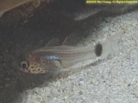 cardinalfish