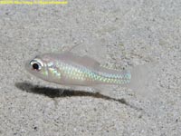 cardinalfish