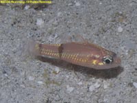 cardinalfish