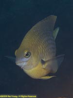 damselfish