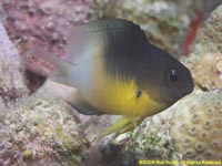 damselfish