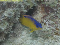 damselfish