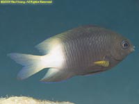 damselfish