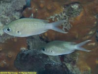 brown chromis