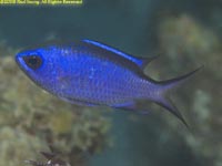 blue chromis