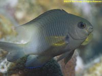 damselfish