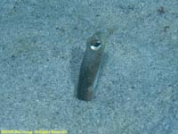 garden eel