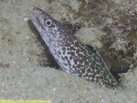 spotted moray eel