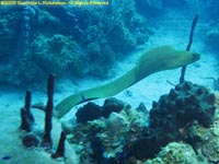 green moray eel