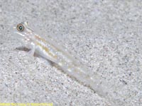 goby