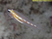 goby