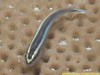 goby
