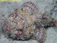 scorpionfish