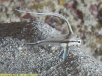 juvenile jackknife fish