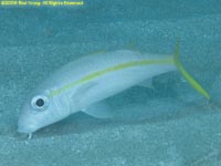 goatfish