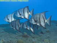 Atlantic spadefish