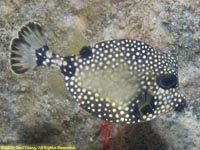 trunkfish