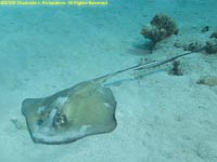 southern stingray