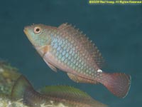 parrotfish