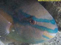 parrotfish sleeping in coccoon