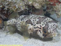 balloonfish