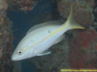 yellowtail snapper