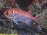 blackbar soldierfish