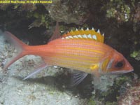 squirrelfish